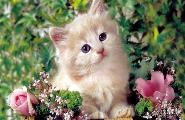  عکس گربه برای تصویر زمینه دخترانه
