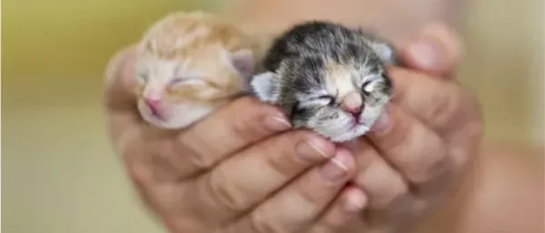  عکس گربه تازه به دنیا آمده