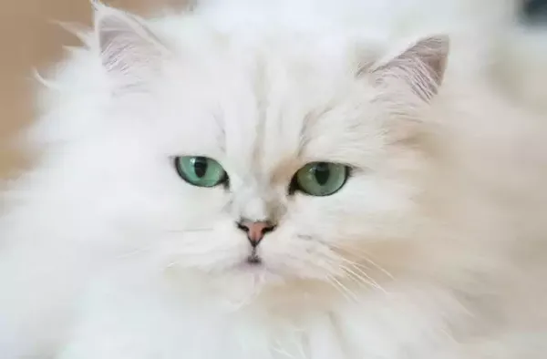 عکس خوشگل ترین گربه جهان