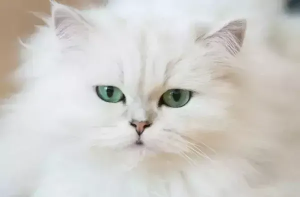  عکس زیباترین گربه جهان