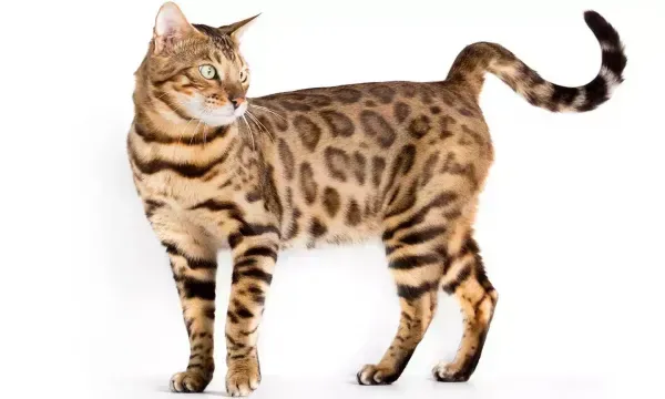  عکس زیباترین گربه جهان