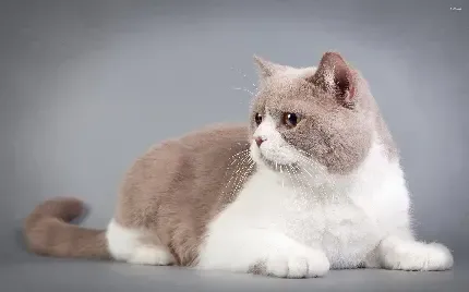  عکس گربه چاقالو