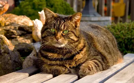  عکس گربه چاقالو