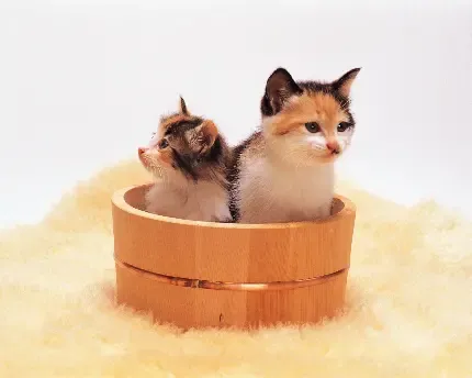 عکس گربه چینی