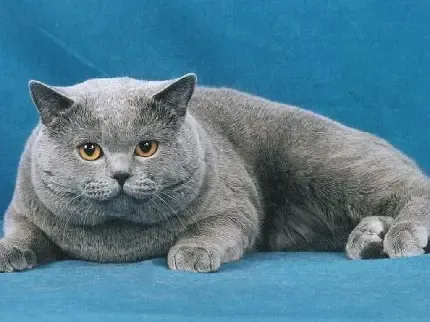  عکس گربه چینی