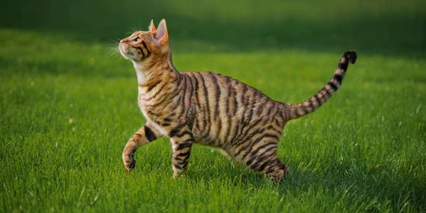  عکس گربه چشم قرمز