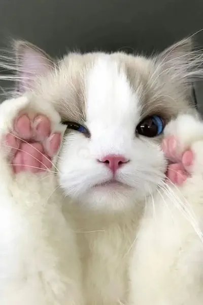  عکس گربه چشم قرمز