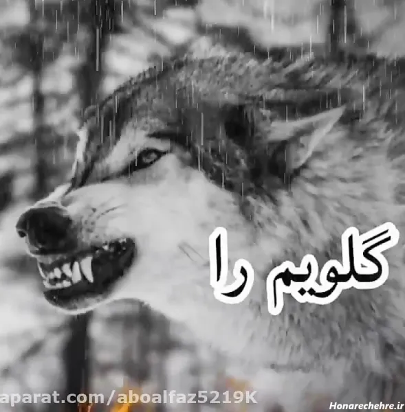  عکس پروفایل پسرانه لاتی گرگ