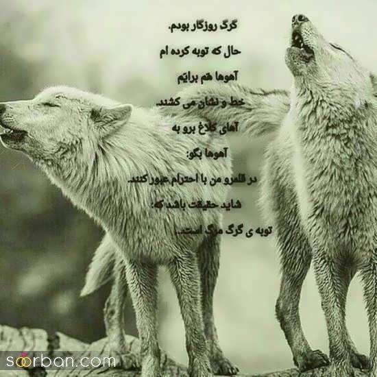  عکس گرگ قرمز واقعی