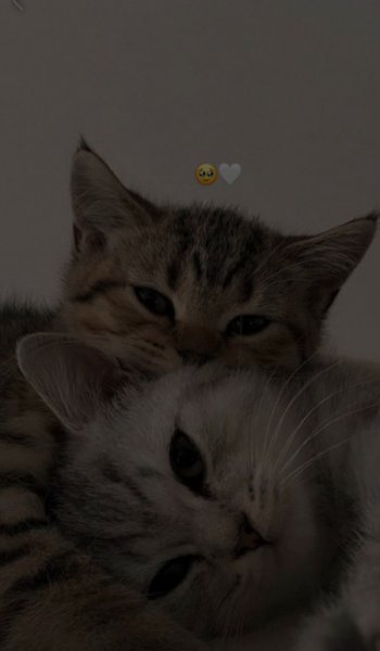  عکس پروفایل تیک تاک پسرانه