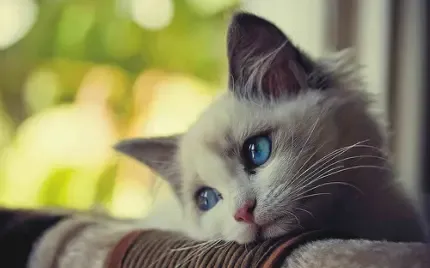  عکس پروفایل تلگرام خفن پسرانه