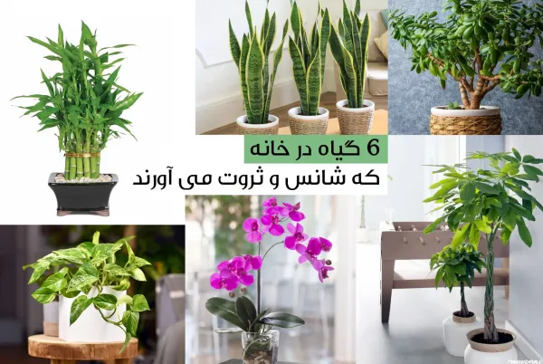  100 عکس ثروت