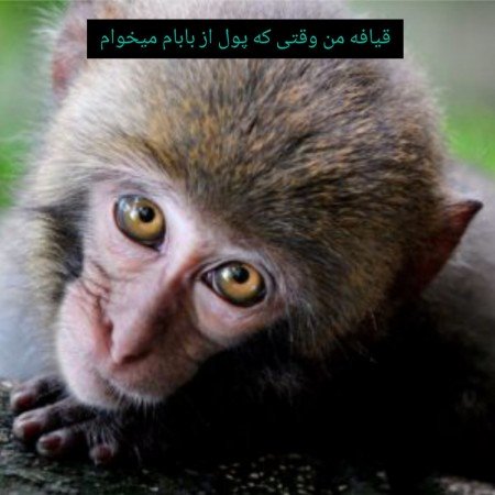  عکس دلار خفن