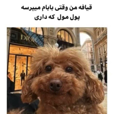  عکس دلار خفن