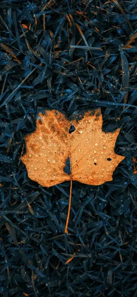  عکس پاییز