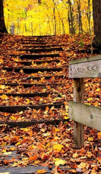  زیباترین عکس پاییزی دنیا