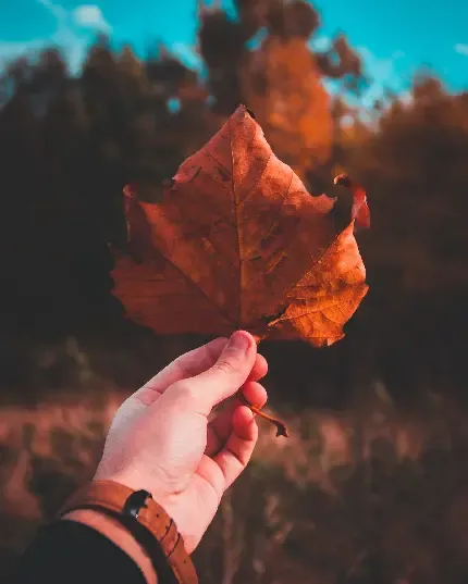  زیباترین عکس پاییزی دنیا