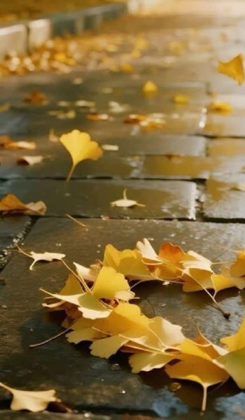  عکس پاییز برای تصویر زمینه