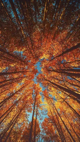  عکس پاییز برای تصویر زمینه