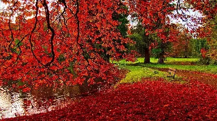  عکس پاییز برای تصویر زمینه