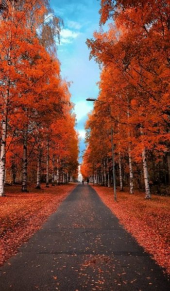  عکس پاییز برای پرو فایل