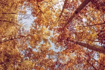  عکس پرو فایل زیباترین عکس پاییزی دنیا