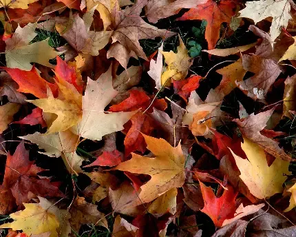  عکس پاییزی غمگین