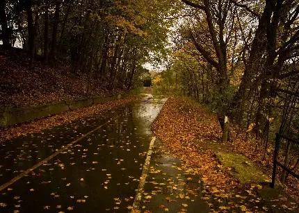  عکس پاییزی غمگین