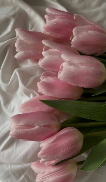  عکس گل