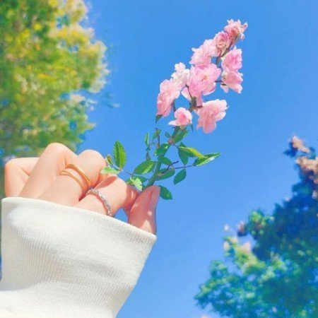  عکس گل عشق برای پروفایل