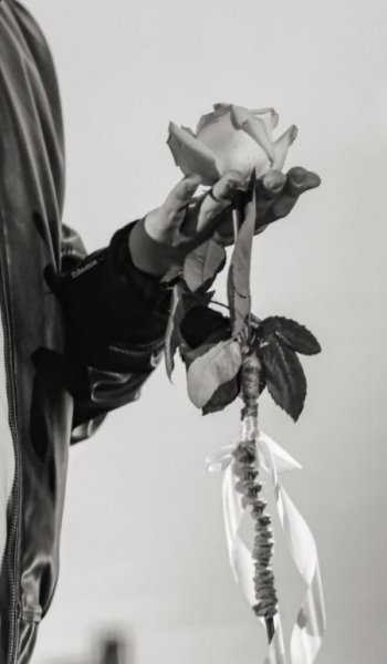  عکس گل عشق برای پروفایل