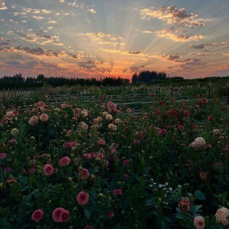  عکس گل برای پروفایل شاد