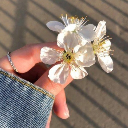  عکس گل برای پروفایل شاد