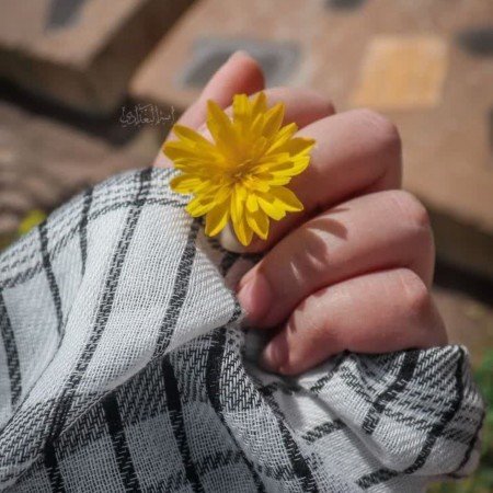  عکس گل عشق