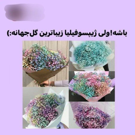  عکس گل عشق