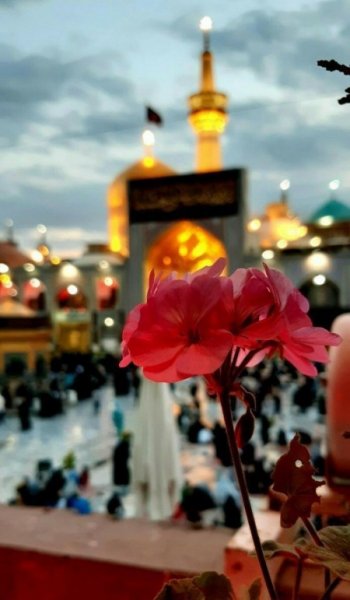  عکس گل عشق