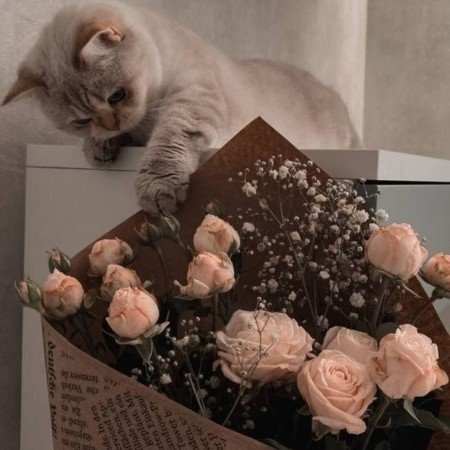  عکس گل عشق