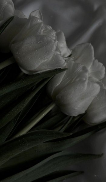  254 عکس گل عشق برای پروفایل
