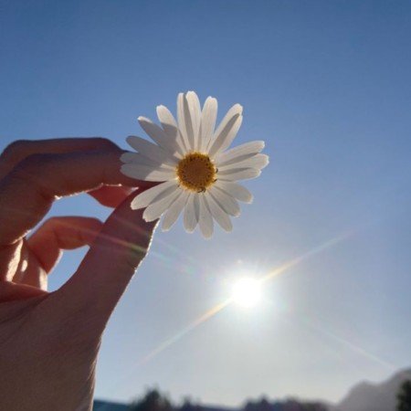  254 عکس گل عشق برای پروفایل