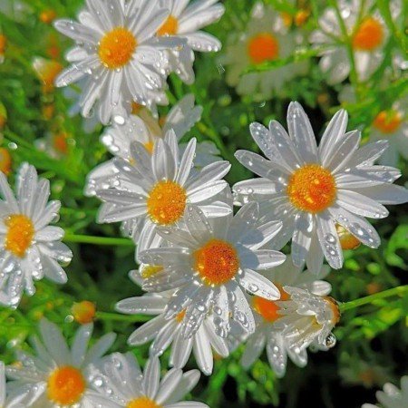  254 عکس گل عشق برای پروفایل