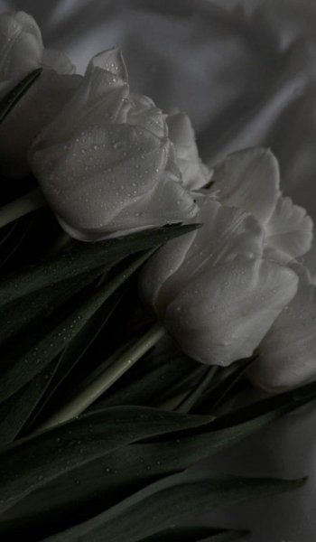  254 عکس گل عشق برای پروفایل