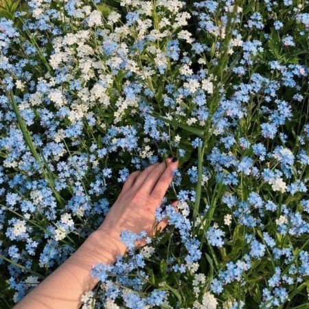  عکس گل عشق برای تصویر زمینه