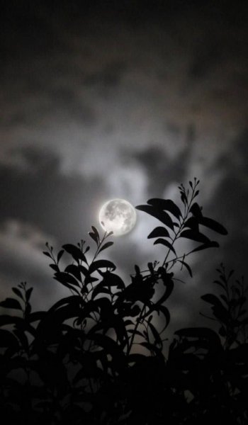  عکس ماه در شب واقعی