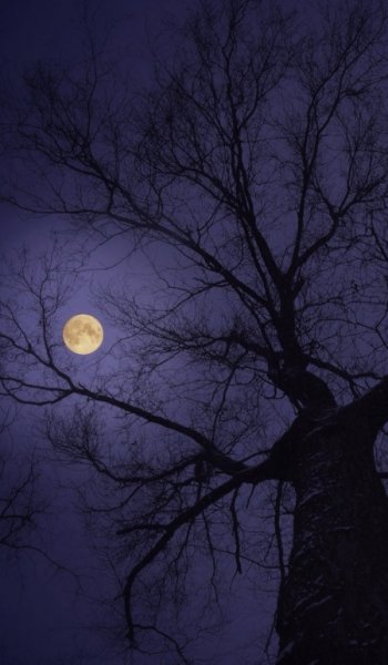  عکس ماه در شب واقعی
