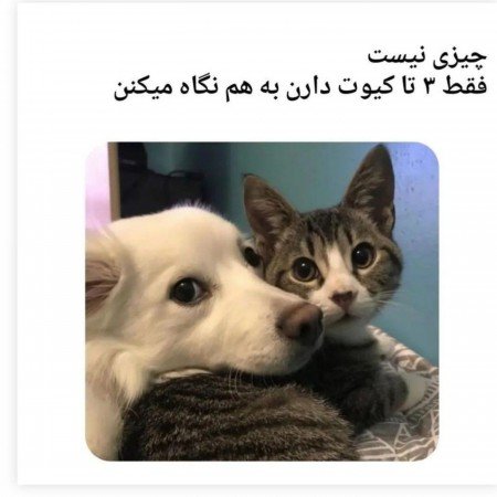  عکس سگ