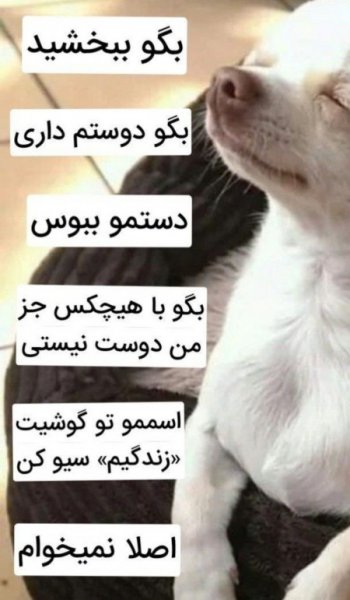  عکس سگ