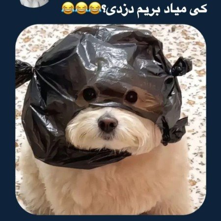  عکس سگ