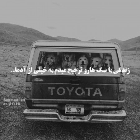  عکس سگ