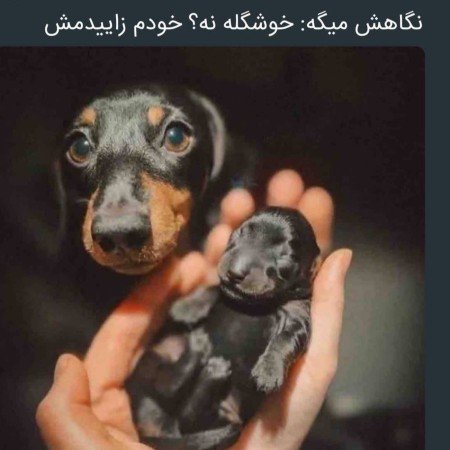  عکس سگ