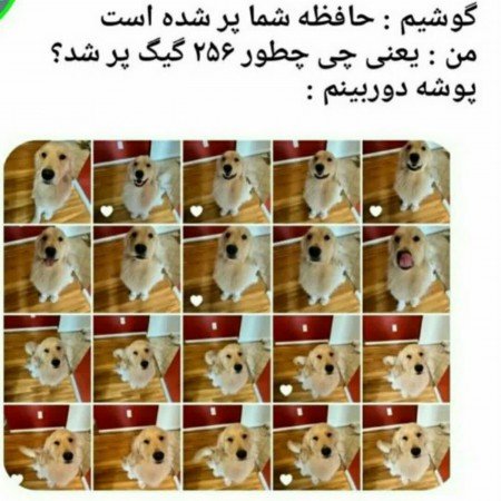  عکس سگ خانگی